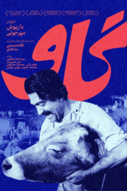 گاو